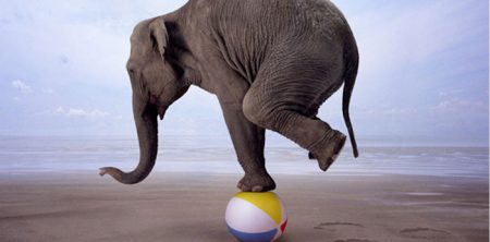 Eating Elephants – Goals & Growth