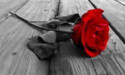 Love is… Indiscriminate