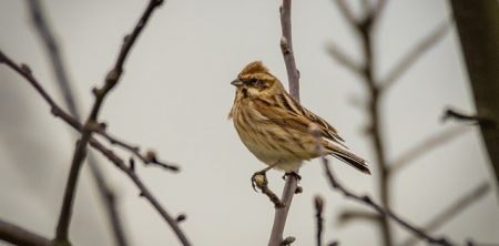 Who Mourns the Sparrow?