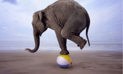 Eating Elephants – Goals & Growth