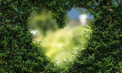 Healing through Love