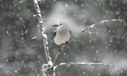A Birds Tale
