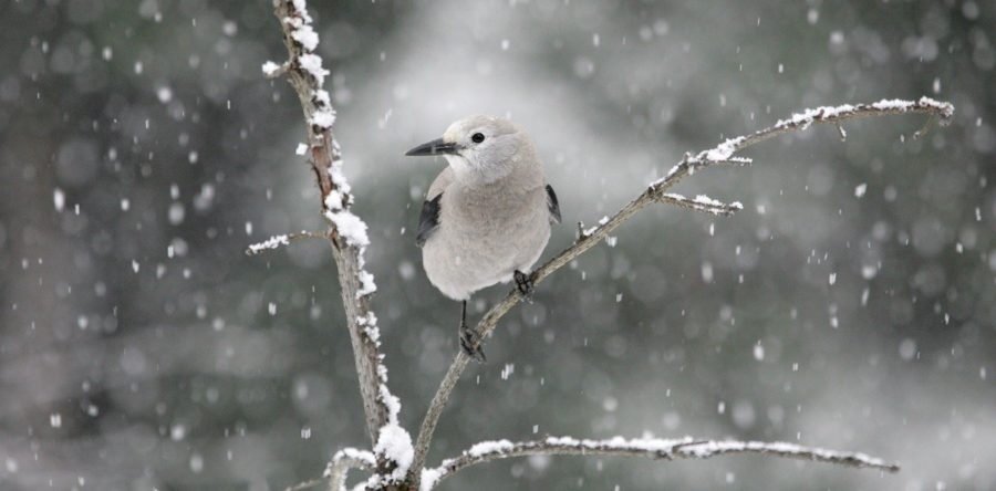 A Birds Tale