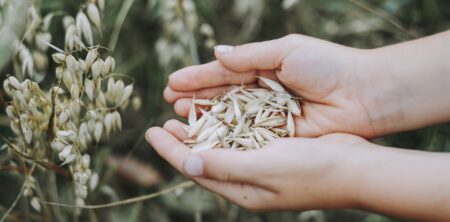 Seed to the Wind