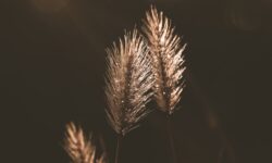 A Theology of Love: Open and Relational Theology and Spiritual Direction