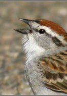 When a Sparrow Falls – An Allegory of Failure & Hope