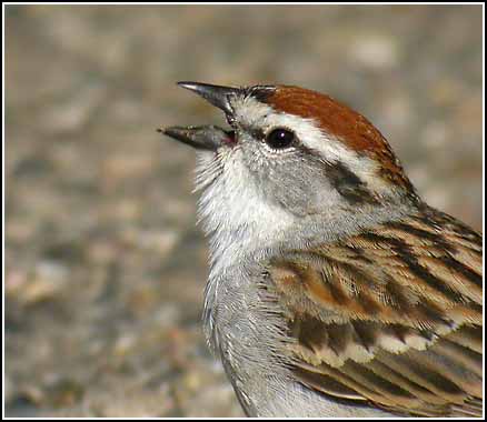 When a Sparrow Falls – An Allegory of Failure & Hope