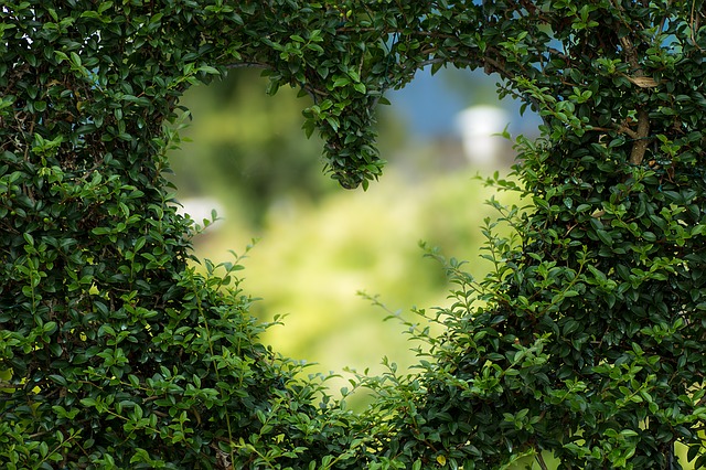 Healing through Love