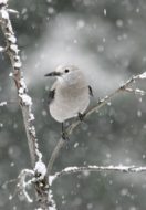 A Birds Tale