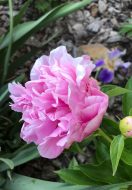 Welcome to my Garden