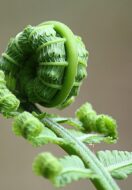 A Tale of Two Ferns