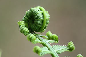fern-178702_1280