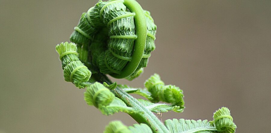 A Tale of Two Ferns