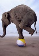 Eating Elephants – Goals & Growth