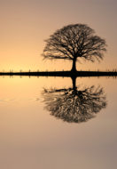Be Still