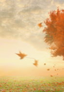 O Love, Divine Love