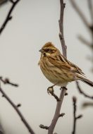 Who Mourns the Sparrow?
