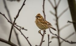 Who Mourns the Sparrow?