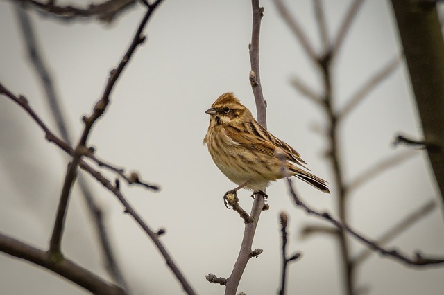 Who Mourns the Sparrow?