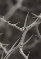 Thorns of Life