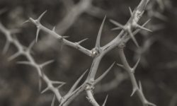 Thorns of Life