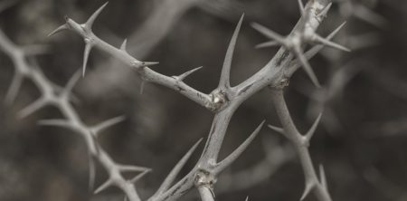 Thorns of Life