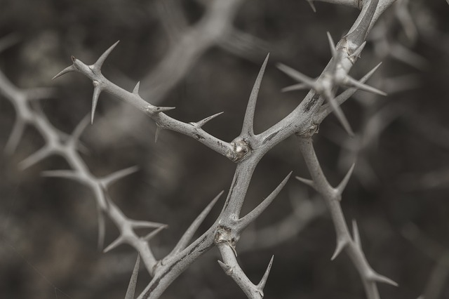 Thorns of Life